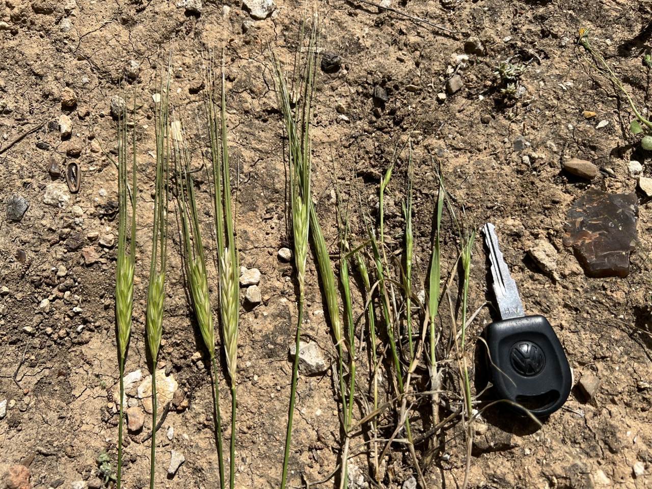 Fruitful vs stunted barley
